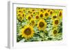 Sunflowers-hanohki-Framed Photographic Print