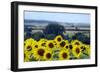 Sunflowers-Toula Mavridou-Messer-Framed Photographic Print