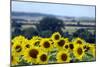 Sunflowers-Toula Mavridou-Messer-Mounted Photographic Print