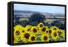 Sunflowers-Toula Mavridou-Messer-Framed Stretched Canvas