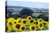 Sunflowers-Toula Mavridou-Messer-Stretched Canvas