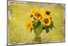 Sunflowers-Philippe Sainte-Laudy-Mounted Premium Photographic Print