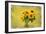 Sunflowers-Philippe Sainte-Laudy-Framed Photographic Print