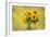 Sunflowers-Philippe Sainte-Laudy-Framed Photographic Print