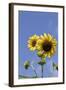 Sunflowers-null-Framed Photographic Print