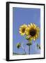 Sunflowers-null-Framed Photographic Print