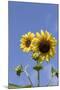 Sunflowers-null-Mounted Photographic Print