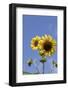 Sunflowers-null-Framed Photographic Print