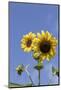 Sunflowers-null-Mounted Photographic Print