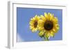 Sunflowers-null-Framed Photographic Print