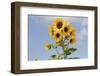 Sunflowers-null-Framed Photographic Print