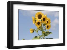 Sunflowers-null-Framed Photographic Print