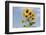 Sunflowers-null-Framed Photographic Print