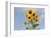 Sunflowers-null-Framed Photographic Print