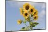 Sunflowers-null-Mounted Photographic Print