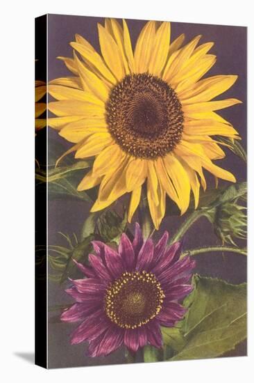 Sunflowers-null-Stretched Canvas