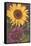 Sunflowers-null-Framed Stretched Canvas