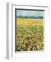 SUNFLOWERS-ALLAYN STEVENS-Framed Art Print