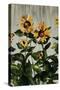 Sunflowers-Sydney Edmunds-Stretched Canvas