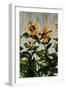 Sunflowers-Sydney Edmunds-Framed Giclee Print