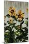 Sunflowers-Sydney Edmunds-Mounted Giclee Print