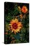 Sunflowers-Andre Burian-Stretched Canvas