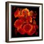 Sunflowers-Linda Arthurs-Framed Giclee Print