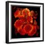 Sunflowers-Linda Arthurs-Framed Giclee Print