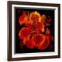 Sunflowers-Linda Arthurs-Framed Giclee Print