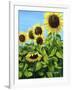 Sunflowers-Tanja Ware-Framed Giclee Print