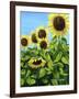 Sunflowers-Tanja Ware-Framed Giclee Print