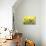 Sunflowers-Ata Alishahi-Giclee Print displayed on a wall