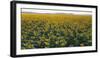 Sunflowers-George Khelashvili-Framed Photographic Print