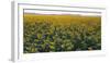 Sunflowers-George Khelashvili-Framed Photographic Print