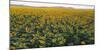 Sunflowers-George Khelashvili-Mounted Photographic Print