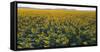 Sunflowers-George Khelashvili-Framed Stretched Canvas