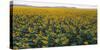 Sunflowers-George Khelashvili-Stretched Canvas