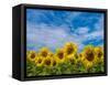 Sunflowers-Marco Carmassi-Framed Stretched Canvas