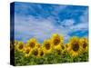 Sunflowers-Marco Carmassi-Stretched Canvas