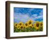 Sunflowers-Marco Carmassi-Framed Photographic Print