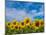 Sunflowers-Marco Carmassi-Mounted Photographic Print