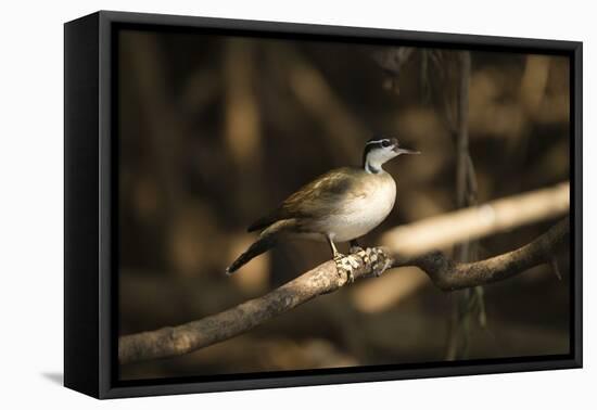 Sungrebe-Joe McDonald-Framed Stretched Canvas