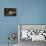Sungrebe-Joe McDonald-Stretched Canvas displayed on a wall