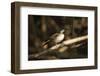 Sungrebe-Joe McDonald-Framed Photographic Print