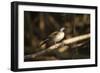 Sungrebe-Joe McDonald-Framed Photographic Print