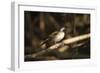 Sungrebe-Joe McDonald-Framed Photographic Print