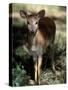 Suni Antelope De Wildt Gr, South Africa-Tony Heald-Stretched Canvas