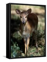 Suni Antelope De Wildt Gr, South Africa-Tony Heald-Framed Stretched Canvas