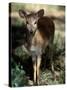 Suni Antelope De Wildt Gr, South Africa-Tony Heald-Stretched Canvas