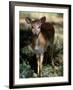 Suni Antelope De Wildt Gr, South Africa-Tony Heald-Framed Photographic Print